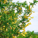 7 Graines Caraganier de Sibérie, Caragana arborescens, Pois de Sibérie, Arbre à Petits Pois, Acacia de Sibérie