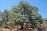 Graines de Martinez pinonpine, King pimpon, Pinus maximartinezii