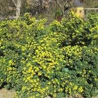 Graines de Coronilla Glauca, Coronille glauque, Coronille des Garrigues