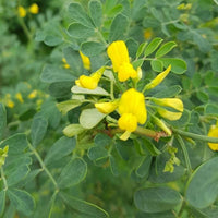 Graines de Coronilla Glauca, Coronille glauque, Coronille des Garrigues