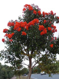 Graines Eucalyptus Ficifolia, Gommier rouge