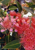 Graines Eucalyptus Ficifolia, Gommier rouge