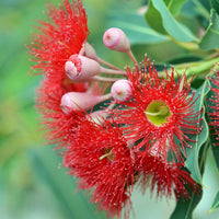 Graines Eucalyptus Ficifolia, Gommier rouge