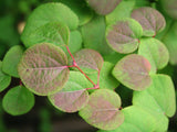 10 Graines Cercidiphyllum japonicum, Arbre au Caramel, Katsura