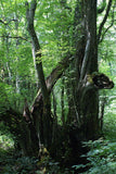 10 Graines Cercidiphyllum japonicum, Arbre au Caramel, Katsura