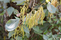 Graines Alnus nepalensis, Aulne du Népal