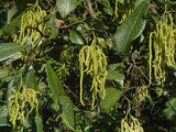 Graines Alnus nepalensis, Aulne du Népal