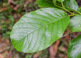 Graines Alnus nepalensis, Aulne du Népal