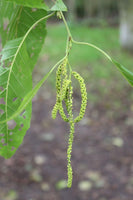 Graines Alnus Nitida, Aulne