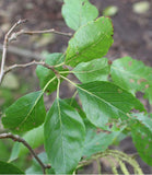 Graines Alnus Nitida, Aulne