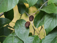 Graines Alnus Japonica, Aulne du Japon