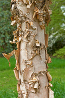 Graines Betula Costata, Bouleau de Mandchourie