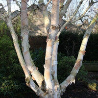 Graines Betula Costata, Bouleau de Mandchourie