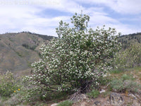 Graines Amelanchier utahensis, Amélanchier de Coville