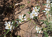 Graines Amelanchier utahensis, Amélanchier de Coville