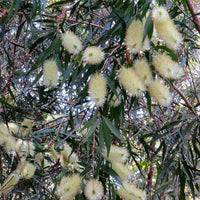 Graines Callistemon salignus , Rince-bouteille à feuilles de Saule