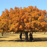 Graines de Acer Elegantulum