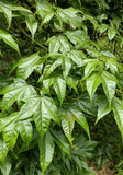 Graines de Acer Elegantulum