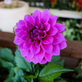 10 Graines de Dahlia Nain, Dahlia Variabilis Unwins Hybrids