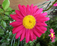 30 Graines Chrysanthemum Coccineum, Pyrèthre Robinson's Giants Mixed