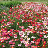 30 Graines Chrysanthemum Coccineum, Pyrèthre Robinson's Giants Mixed