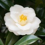 10 Graines de Théier à Huile, Camellia oleifera