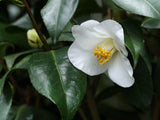 10 Graines de Théier à Huile, Camellia oleifera