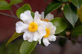 10 Graines de Théier à Huile, Camellia oleifera