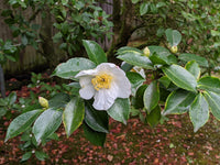 10 Graines de Théier à Huile, Camellia oleifera