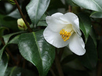 2 Graines de Théier à Huile, Camellia oleifera