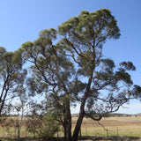 7 Graines Eucalyptus Aggregata, Gommier Noir