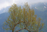 Graines Betula Utilis, Bouleau de l'Himalaya