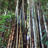 Graines de Dendrocalamus Barbatus, Bambou non traçant