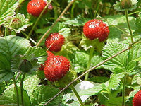 10 Graines Duchesnea indica, Fraisier de Duchesne, Fraisier des Indes, Fraisier à fleurs jaunes