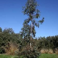 Graines Eucalyptus glaucescens