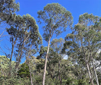 Graines Eucalyptus glaucescens