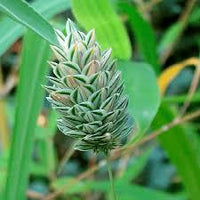 100 Graines de Phalaris Canariensis, Alpiste