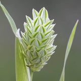 200 Graines de Phalaris Canariensis, Alpiste