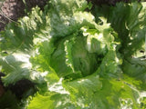 50 Graines de Laitue Batavia "IceBerg", Salade