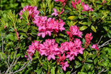 Graines de rhododendron ferrugineum, rhododendron ferrugineux, Laurier Rose des Alpes