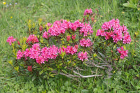 Graines de rhododendron ferrugineum, rhododendron ferrugineux, Laurier Rose des Alpes