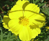 10 Graines de Cosmos sulfhureus ladybird yellow, Cosmos sulfureux