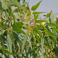 Graines Corymbia citriodora, Eucalyptus citriodora