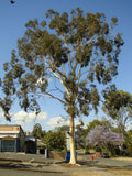 Graines Corymbia citriodora, Eucalyptus citriodora