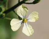 50 Graines de Eruca Sativa, Roquette des jardins