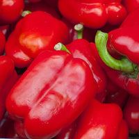 20 Graines de Poivron Rouge "Robertina", Capsicum Annuum