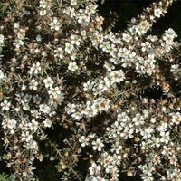 Graines Leptospermum lanigerum