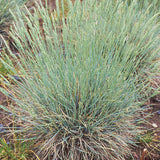 50 Graines de Festuca Cinerea, Fétuque Bleue