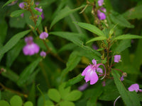 7 Graines de Balsamine des jardins, Impatiens balsamina