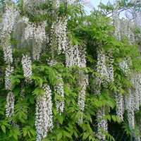 Graines Wisteria Floribunda Alba, Glycine du Japon Blanche